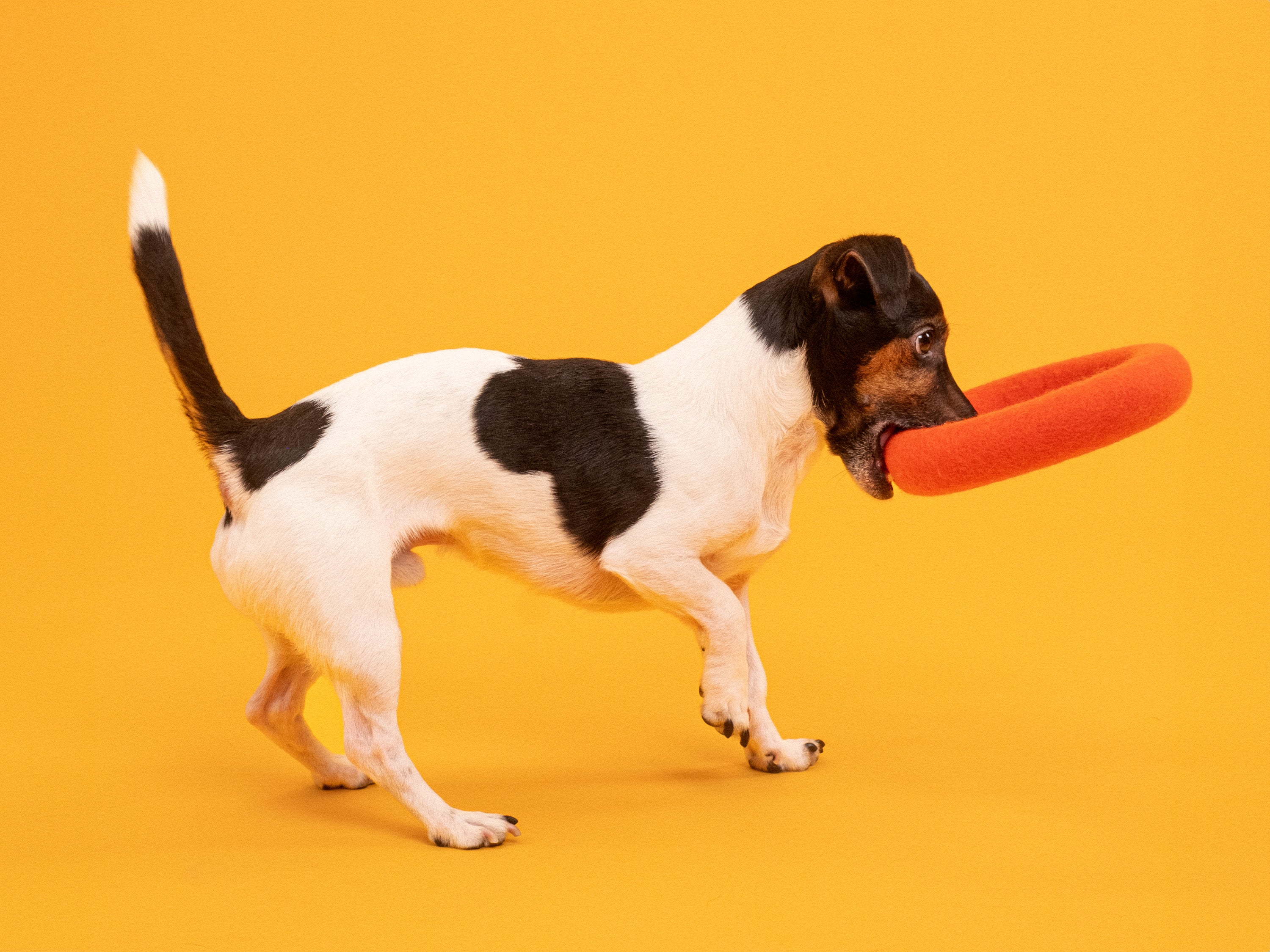 Is touwtrekken tussen twee honden goed? Tips en risico's Is touwtrekken tussen twee honden goed? Tips en risico's